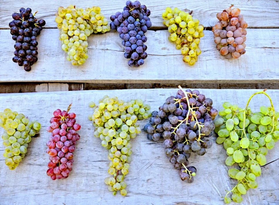 ПРольза винограда: какие ягоды выбрать